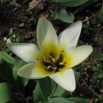 Tulipa Concerto (kaufmanniana)