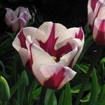 Tulipa gesneriana 'Rembrandt Favourite'
