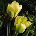 Tulpe (Sorte) - Tulipa 'Spring Grren'