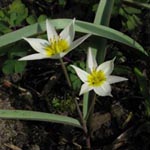 Tulipa biflora - Zweiblütige Tulpe