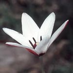 Tulipa clusiana - Damen-Tulpe