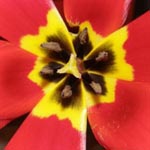 Tulipa gesneriana - Garten-Tulpe