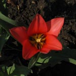 Tulipa greigii - Greigs Tulpe