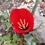 Tulipa linifolia (Wildform)