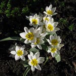Tulipa polychroma - Weiße Zwerg-Tulpe