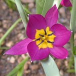 Tulipa pulchella (Wildform)