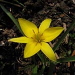 Tulipa urumiensis - Urmia-Tulpe