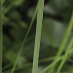 Typha laxmannii - Laxmanns Rohrkolben