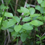 Vaccinium myrtillus - Heidelbeere
