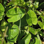 Valeriana dioica - Sumpf-Baldrian