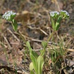 Valerianella locusta - Gewönlicher Feldsalat