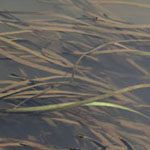 Vallisneria spiralis - Gewöhnliche Wasserschraube
