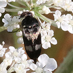 Variimorda villosa - Gebänderter Stachelkäfer