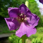 Verbascum phoeniceum - Violette Königskerze