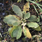 Verbascum thapsus - Kleinblätige Königskerze