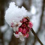 Viburnum bodnantense - Winter-Schneeball