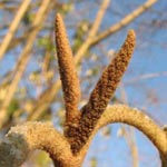 Viburnum rhytidophyllum - Runzelblättriger Schneeball