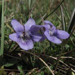 Viola x bavarica - Bayerisches Veilchen