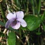Viola palustris - Sumpf-Veilchen