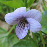 Viola palustris - Sumpf-Veilchen