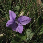 Viola riviniana - Hain-Veilchen