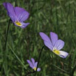Viola tricolor - Wildes Stiefmütterchen