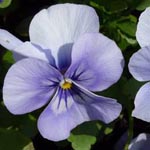 Viola x wittrockiana - Garten-Stiefmütterchen
