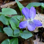 Viola x bavarica - Bayerisches Veilchen