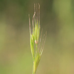 Vulpia bromoides - Trespen-Federschwingel