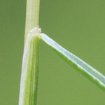 Vulpia myuros - Mäuseschwanz-Federschwingel