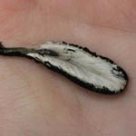 Xylaria longipes - Langstielige Ahorn-Holzkeule