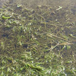 Zannichellia palustris - Sumpf-Teichfaden