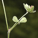 Trifolium striatum - Gestreifter Klee