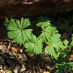 Aconitum lycoctonum - Wolfs-Eisenhut