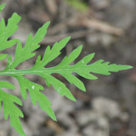 Ambrosia artemisifolia - Beifuß-Ambrosie