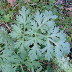 Artemisia absinthium - Wermut