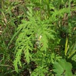 Artemisia annua - Einjähriger Beifuß