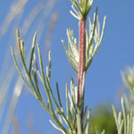 Artemisia campestris - Feld-Beifuß