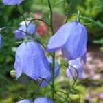 Campanula rotundifolia - Rundblättriger Glockenblume