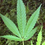 Cannabis sativa - Hanf