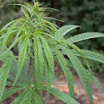 Cannabis sativa - Hanf