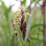 Carex hirta - Behaarte Segge