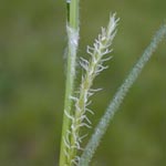 Carex hirta - Behaarte Segge