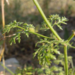 Caucalis platycarpos - Acker-Haftdolde