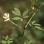 Ceratocapnos claviculata - Rankender Lerchensporn