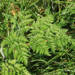 Chaerophyllum aureum - Gold-Kälberkropf