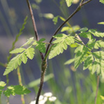 Chaerophyllum temulum - Taumel-Kälberkropf
