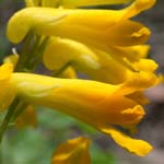 Pseudofumaria lutea - Gelber Lerchensporn