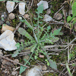Crepis foetida - Stinkender Pippau