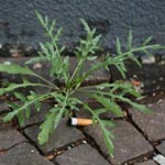 Diplotaxis tenuifolia - Schmalblättriger Doppelsame